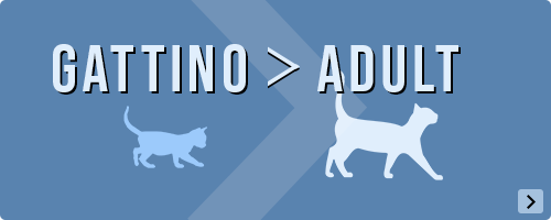 Il mio gattino sta crescendo, è ora di fare un cambio economico